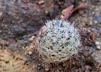 Mammillaria_schumannii_GM_1269.2.jpg