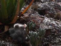 Mammillaria_schwarzii_GM_1483.jpg