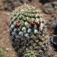 Mammillaria_scrippsiana_GM_1260.jpg