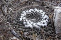 Mammillaria_sempervivii_GM_1035.2.jpg