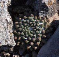 Mammillaria_sempervivii_GM_1258.25.jpg