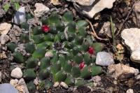 Mammillaria_sempervivii_GM_1371.1.jpg