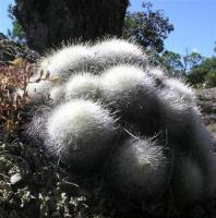 Mammillaria_senilis_GM_934.jpg