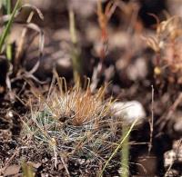 Mammillaria_sinistrohamata_GM_1222.3.jpg