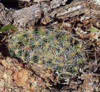 Mammillaria_sinistrohamata_GM_1225.2.jpg