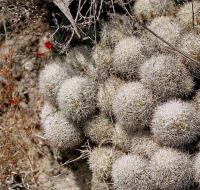 Mammillaria_sphacellata_GM_519.1.jpg