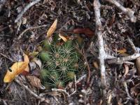 Mammillaria_sphaerica_GM_1506.jpg