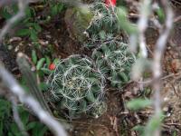 Mammillaria_sphaerica_GM_1649.8.jpg