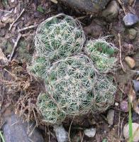Mammillaria_sphaerica_GM_821.2.jpg