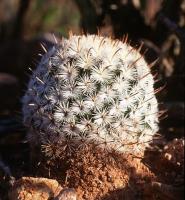 Mammillaria_stella-de-tacubaya_GM_704.1.jpg