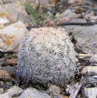 Mammillaria_stella-de-tacubaya_GM_926.jpg