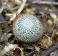 Mammillaria_supertexta_GM_526.1.jpg