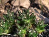 Mammillaria_surculosa_GM_1256.jpg