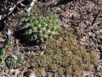 Mammillaria_surculosa_GM_1670.jpg