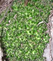Mammillaria_surculosa_GM_789.2.jpg
