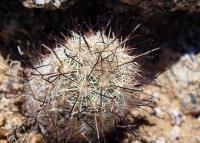 Mammillaria_tetrancistra_GM_1315.jpg