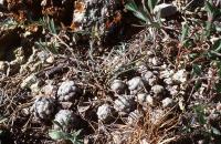 Mammillaria_theresae_GM_705.2.jpg