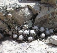 Mammillaria_theresae_GM_971.6.jpg