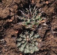 Mammillaria_uncinata_GM_1259.3.jpg