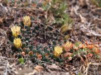 Mammillaria_uncinata_GM_1540.2.jpg