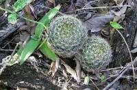 Mammillaria_viereckii,_GM_807.1.jpg