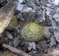 Mammillaria_viereckii_GM_1004.jpg