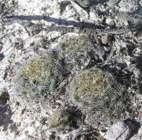 Mammillaria_viereckii_GM_1014.2.jpg