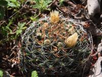 Mammillaria_viereckii_GM_1668.1.jpg