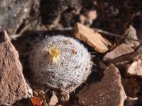 Mammillaria_viescensis_GM_1633.5.jpg