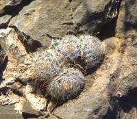 Mammillaria_viescensis_GM_622.jpg