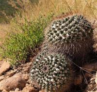 Mammillaria_wagneriana_GM_1220.jpg