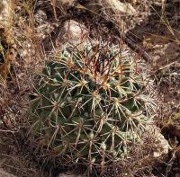 Mammillaria_wagneriana_GM_1221.jpg