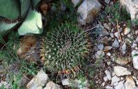 Mammillaria_winteriae_GM_599.2.jpg