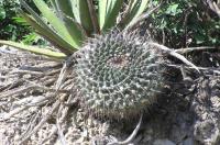 Mammillaria_winteriae_GM_820.jpg