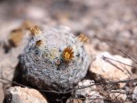 Mammillaria_wohlschlageri_GM_1613.jpg