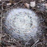 Mammillaria_zacatecasensis_GM_1222.3.jpg