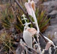 Matelea_lanata_GM_1251.7.jpg