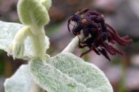 Matelea_lanata_GM_1352.1.jpg