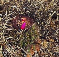 Melocactus_oaxacensis_GM_538.jpg