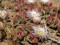 Mesembryanhemum_cristallinum_GM_1121.4.jpg