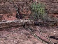 Metastelma_angustifolium_GM_1216.2.jpg