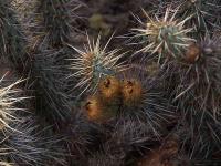Miqueliopuntia_miqueli_GM_1426.2.jpg