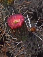 Miqueliopuntia_miqueli_GM_1467.4.jpg