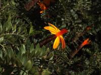 Mutisia_acuminata_GM_1388.2.jpg