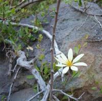 Mutisia_sinuata_GM_1115.14.jpg