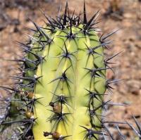 Myrtillocactus_cochal_GM_1301.11.jpg