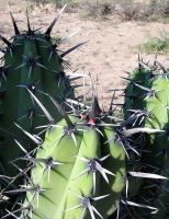 Myrtillocactus_geometrizans_GM_796.2.jpg
