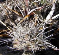 Neolloydia_conoidea_GM_1056.1.jpg