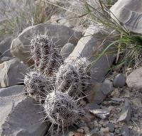 Neolloydia_conoidea_GM_1075.1.jpg