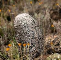 Neolloydia_conoidea_GM_1222.1.jpg